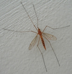 Nephrotoma ferruginea