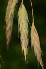 Bromus