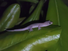 Gehyra mutilata