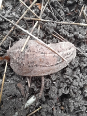 Phyllocaulis soleiformis