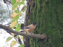 Heterophasia capistrata