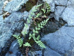 Cystopteris fragilis