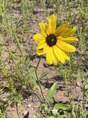 Helianthus petiolaris