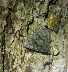 Phosphila miselioides