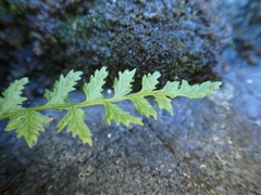 Cystopteris fragilis
