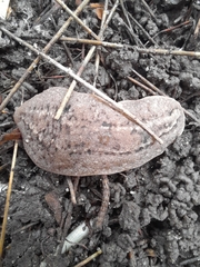 Phyllocaulis soleiformis