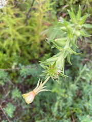 Oenothera