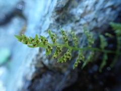 Cystopteris fragilis