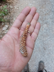 Mammalia