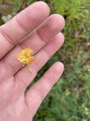 Oenothera