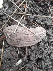 Phyllocaulis soleiformis