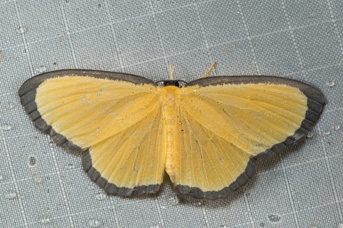 Bytharia uniformis