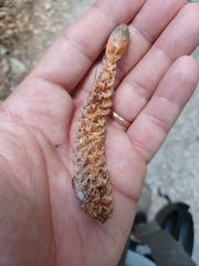 Mammalia