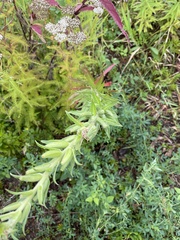 Oenothera