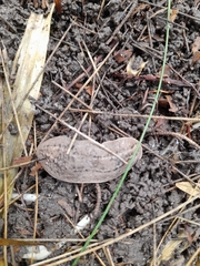 Phyllocaulis soleiformis