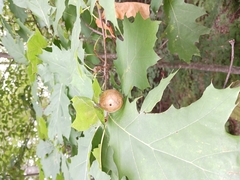 Amphibolips