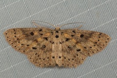 Cyclophora carsoni