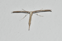 Emmelina