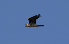 Gypaetus barbatus