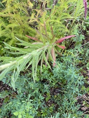 Oenothera