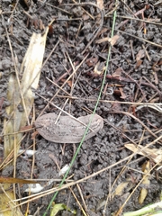 Phyllocaulis soleiformis