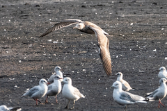 Larus argentatus