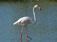 Phoenicopterus roseus