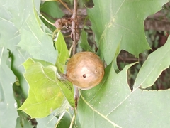 Amphibolips