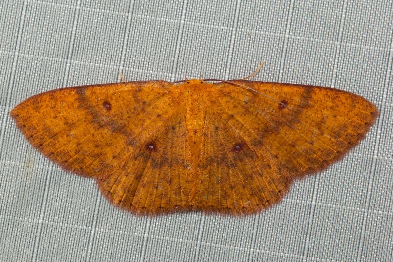 Organopoda cnecosticta