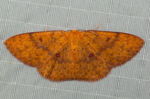 Organopoda cnecosticta