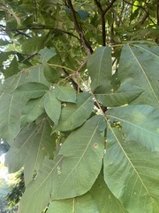 Carya tomentosa