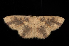 Cyclophora carsoni