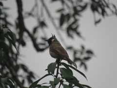 Pycnonotus leucogenys