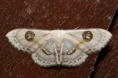 Problepsis borneamagna