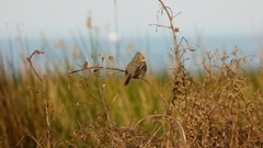 Phytotoma rutila