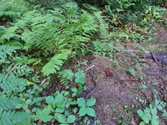 Thamnophis sirtalis pallidulus