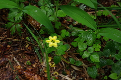 Lamium galeobdolon