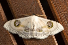 Problepsis borneamagna