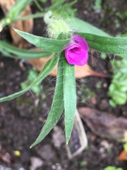 Agrostemma githago