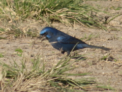 Cyanoloxia brissonii