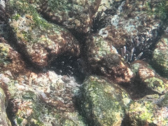 Eucidaris galapagensis