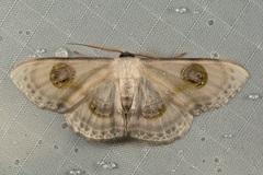 Problepsis borneamagna