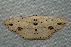Scopula voluptaria