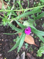 Agrostemma githago