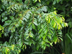 Glochidion philippicum