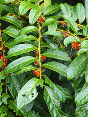 Glochidion philippicum