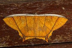 Thinopteryx crocoptera