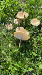 Physalacriaceae