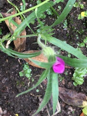 Agrostemma githago