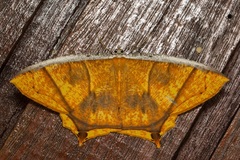 Thinopteryx crocoptera